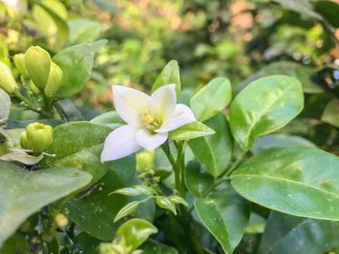 Close-up on a murraya paniculata, commonly called orange jasmine Stock Photos