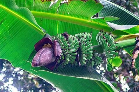 Close up of Musa acuminata tree with a cluster of unripe green bananas and .. 스톡 사진