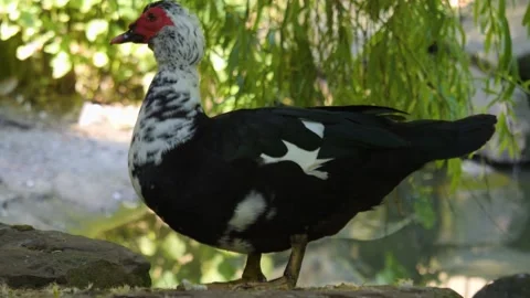 Close Up Muscovy Duck Stock Footage 243379668