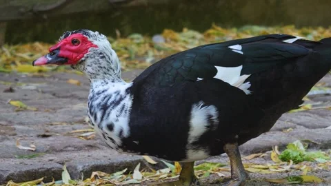Close Up Of A Muscovy Duck  Stock Footage 249628511