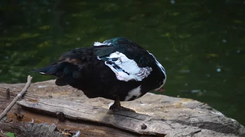 Close Up Muscovy Duck  Stock Footage 252209300