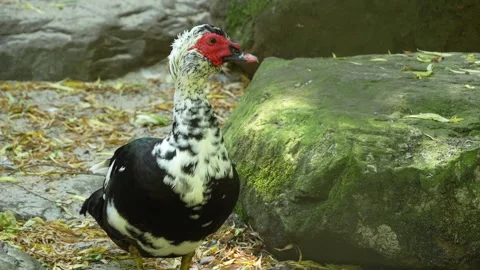 Close Up Of Muscovy Duck Video stock 263579993