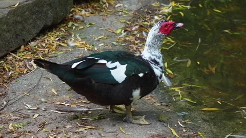 Close Up Of Muscovy Duck Stock Footage 277531090