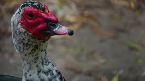 Close Up Of Muscovy Duck Stock Footage 277531392
