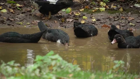 Close Up Of A Muscovy Duck Video stock 289471434