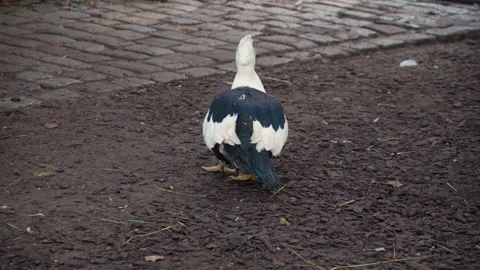 Close Up Of A Muscovy Duck Stock Footage 291637940