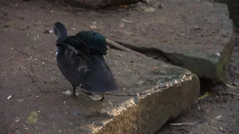 Close Up Of A Muscovy Duck Stock Footage 291638259