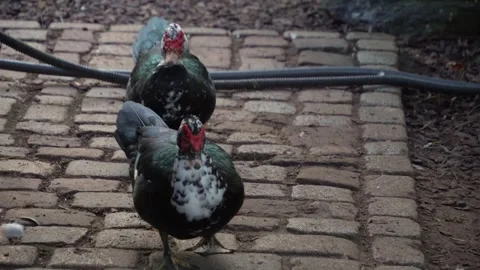 Close Up Of A Muscovy Duck Stock Footage 291639158