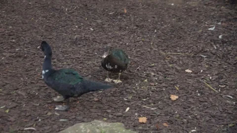 Close Up Of A Muscovy Duck Stock Footage 291642730
