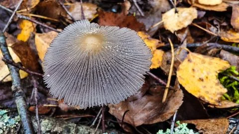A close-up of a mushroom cap. The cap, with its detailed gills and water Stock Photos