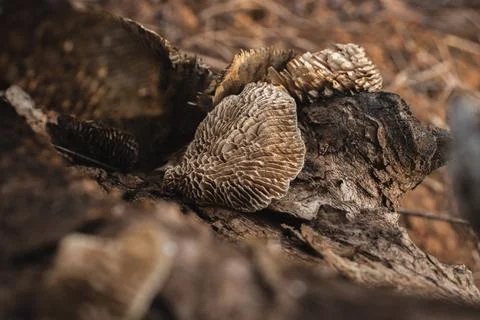 Close up of Mushroom on a dead tree Stock Photos