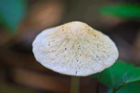 Close up mushroom in deep forest Stock Photos