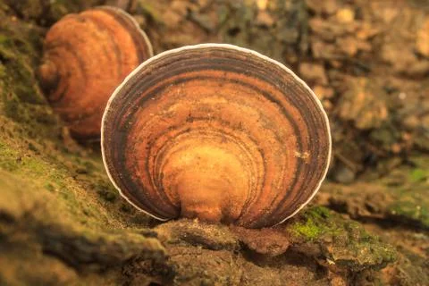 Close up mushroom in deep forest Stock Photos
