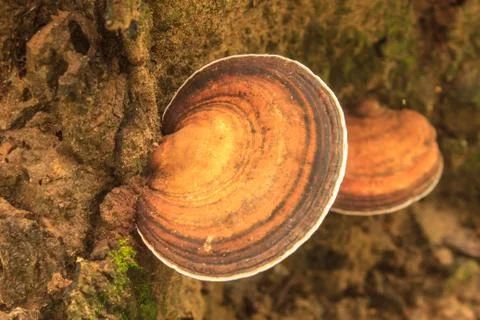 Close up mushroom in deep forest Stock Photos