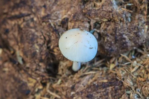 Close up mushroom in deep forest Foto stock