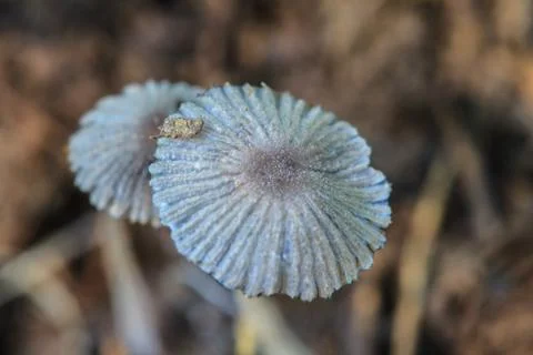 Close up mushroom in deep forest Stock Photos