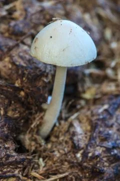 Close up mushroom in deep forest Stock Photos