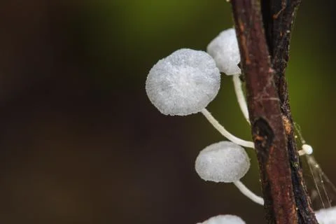 Close up mushroom in deep forest Foto stock