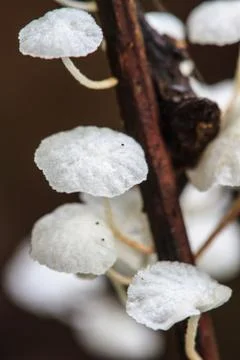 Close up mushroom in deep forest Stock Photos