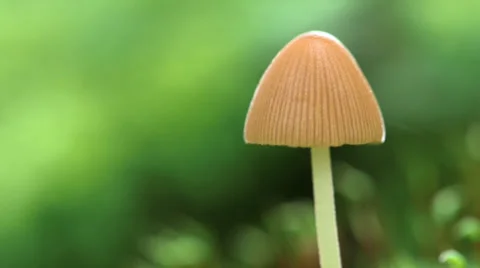 Close Up: Mushroom In The Forest Video stock 37605619
