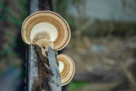 Close up mushroom in the forest, selective focus. Stock Photos