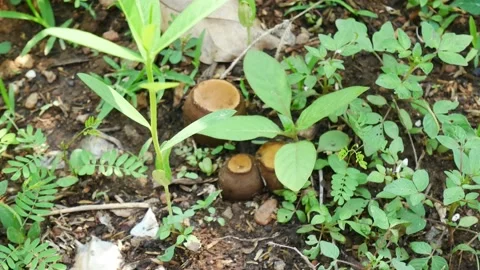 Close up mushroom on ground. Stock Footage 149287923