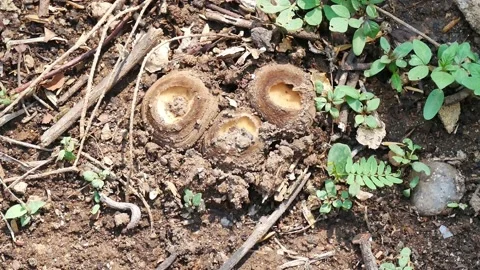 Close up mushroom on ground. Stock Footage 149287926