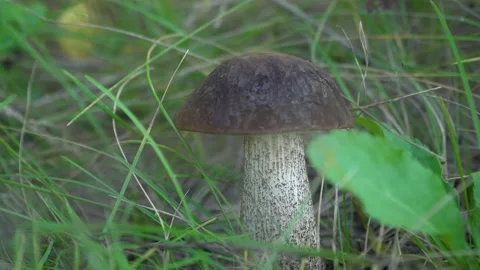 Close-up of a mushroom growing in the grass. Stock Footage 161065570