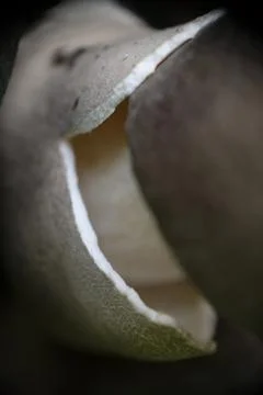 Close up of mushroom growing outside the compost bag. Stock Photos