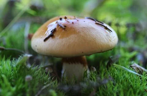 Close up of mushroom in moss Stock Photos