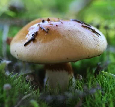 Close up of mushroom in moss square format Stock Photos