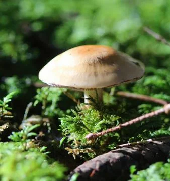 Close up of Mushroom in moss square format Stock Photos