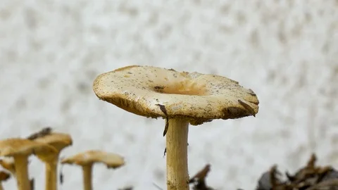 Close up of a mushroom or toadstool in autumn which has become home for a Video stock 97165593