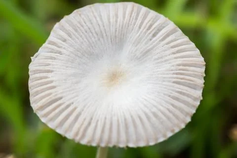 Close-up of mushroom Stock Photos