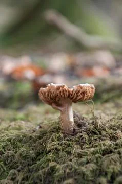 Close up of a mushroom Stock Photos