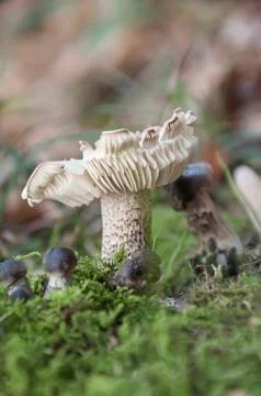 Close up of a mushroom Foto stock
