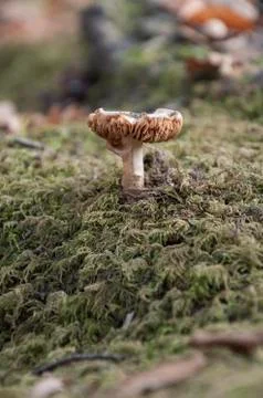 Close up of a mushroom Stock Photos