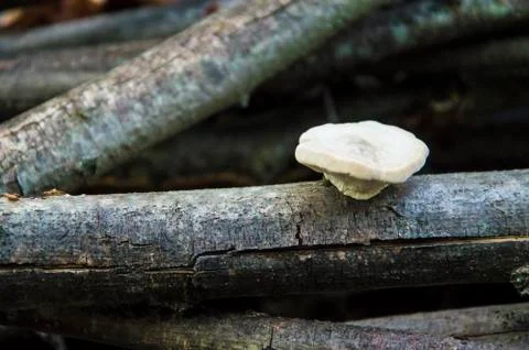 Close up of mushroom Stock Photos