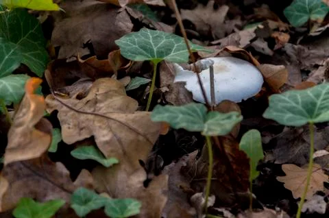 Close up of mushroom Stock Photos