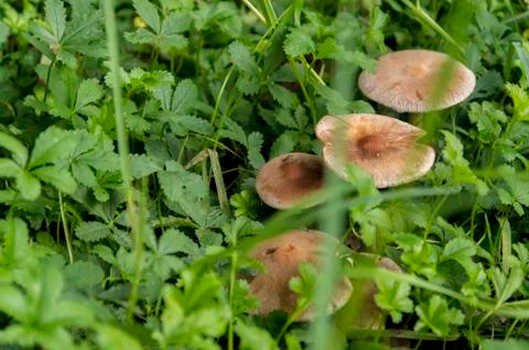 Close up of mushroom Foto stock