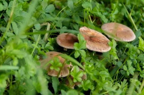 Close up of mushroom Stock Photos