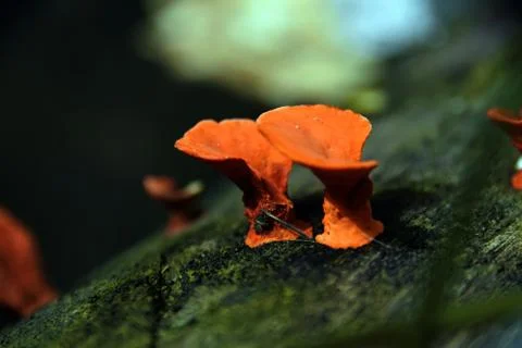 Close up mushroom Stock Photos