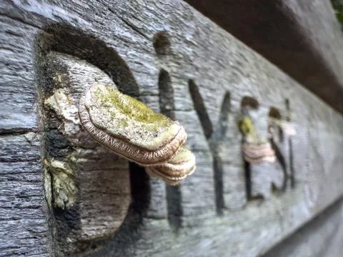 Close-up mushroom Stock Photos