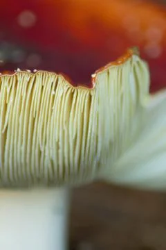 Close up of mushroom with soft focus Stockfoto's