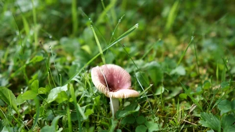 Close-up of mushroom with summer day. Stock Footage 201936415