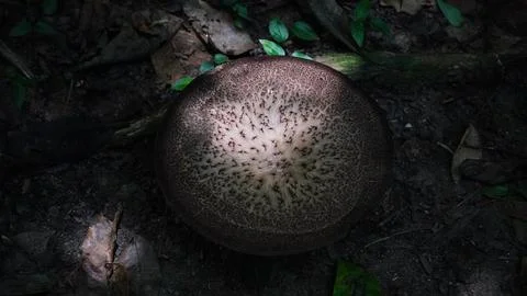 Close-up of mushroom in Tayrona Stock Photos