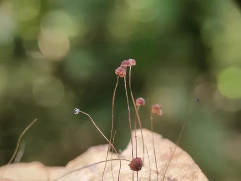 Close-up of mushroom with tiny flowers. Fotos Stock