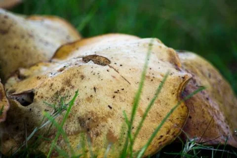 A close up of mushrooms between the grass Stock Photos