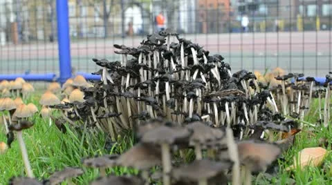 Close up Mushrooms Stock Footage 9125196