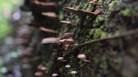 Close up of mushrooms growing in the rainforest Video stock 307877553